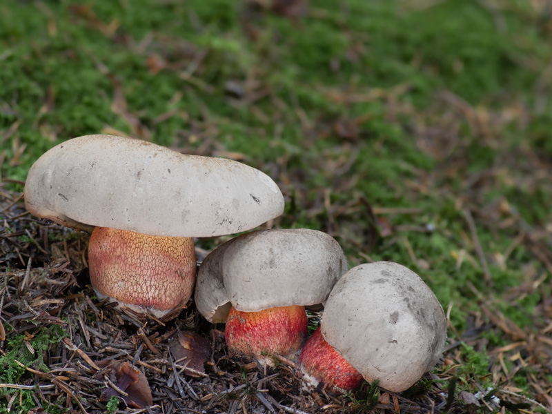 Boletus calopus